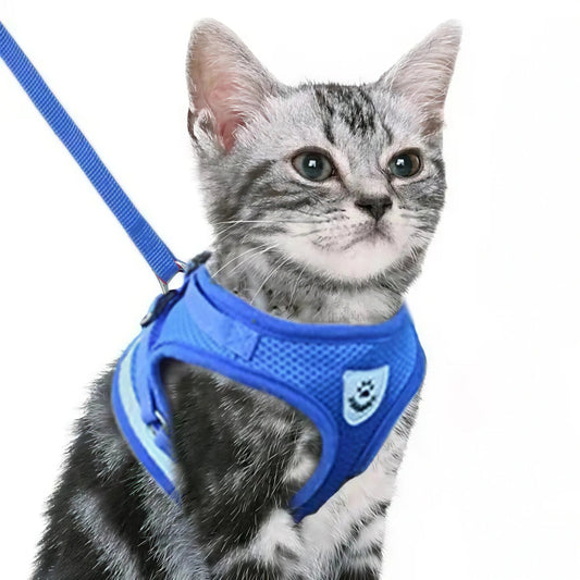 Guinzaglio Al Gatto Per Gatti