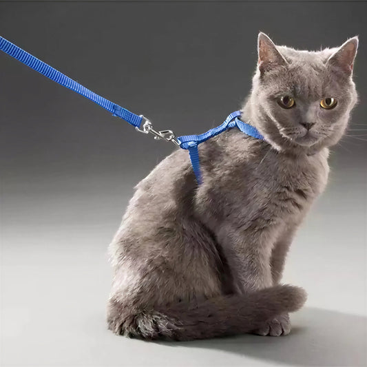 Guinzaglio Gatti Per Gatti