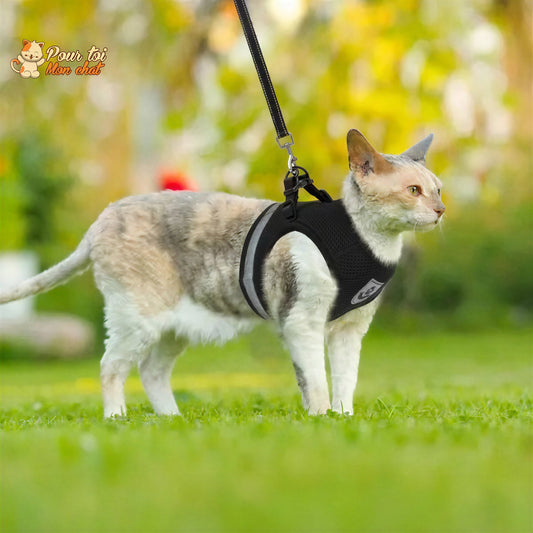 Guinzaglio Gatto Per Gatti