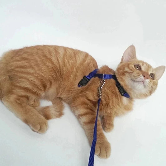 Pettorina E Guinzaglio Gatto Per Gatti