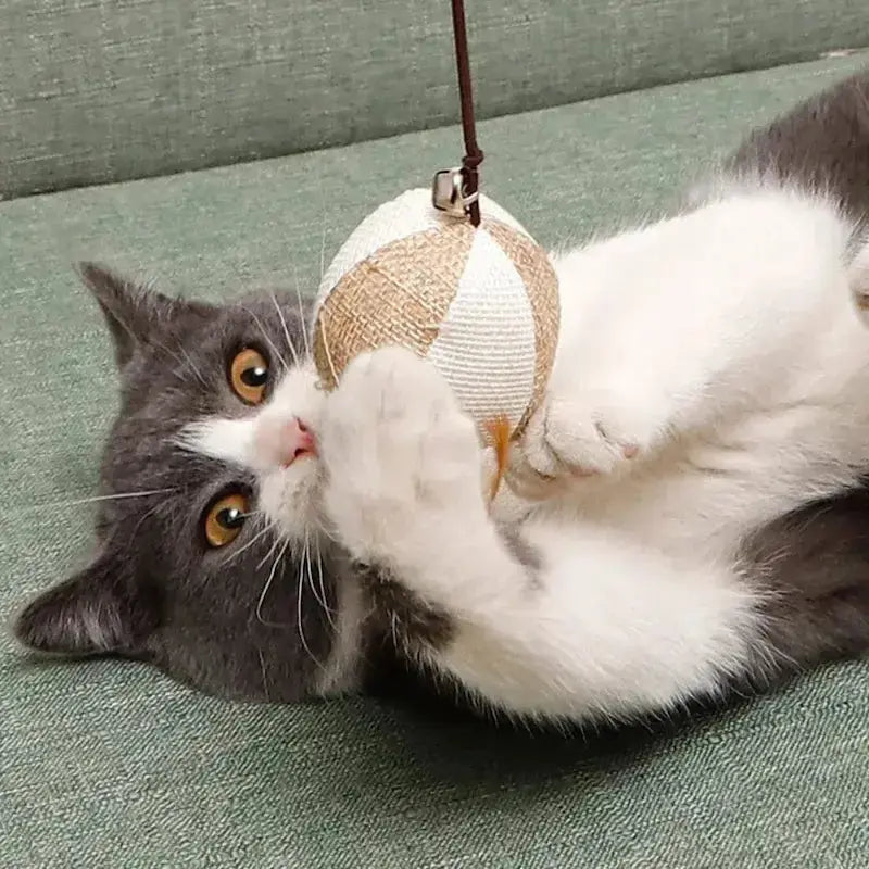 Canne Da Pesca Gatti Per Gatti