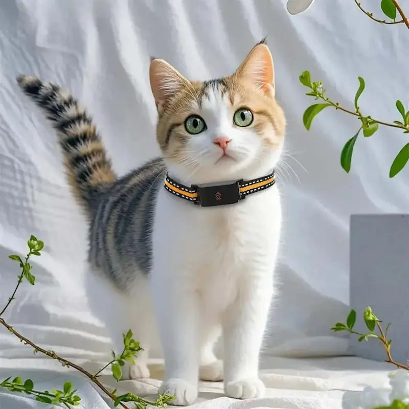 Collare GPS Senza Abbonamento Per Gatti