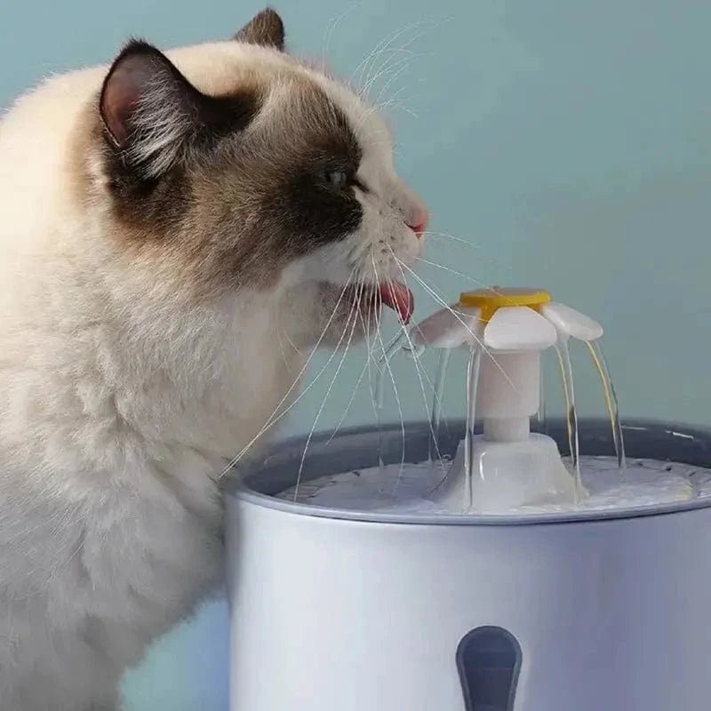 Fontanella Acqua Per Gatto Per Gatti