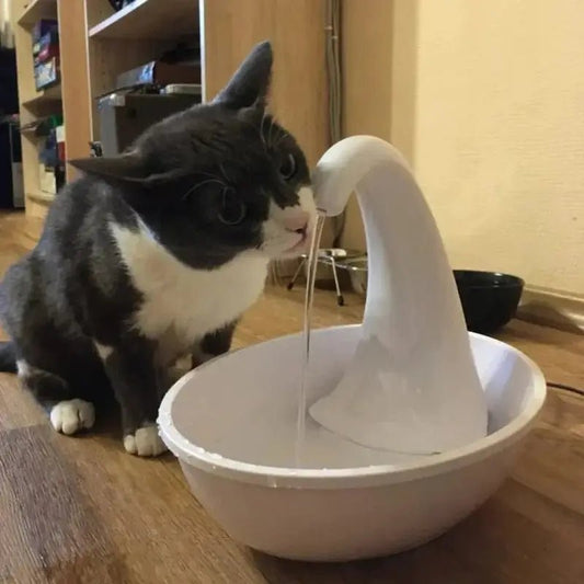 Fontanella Per Gatto