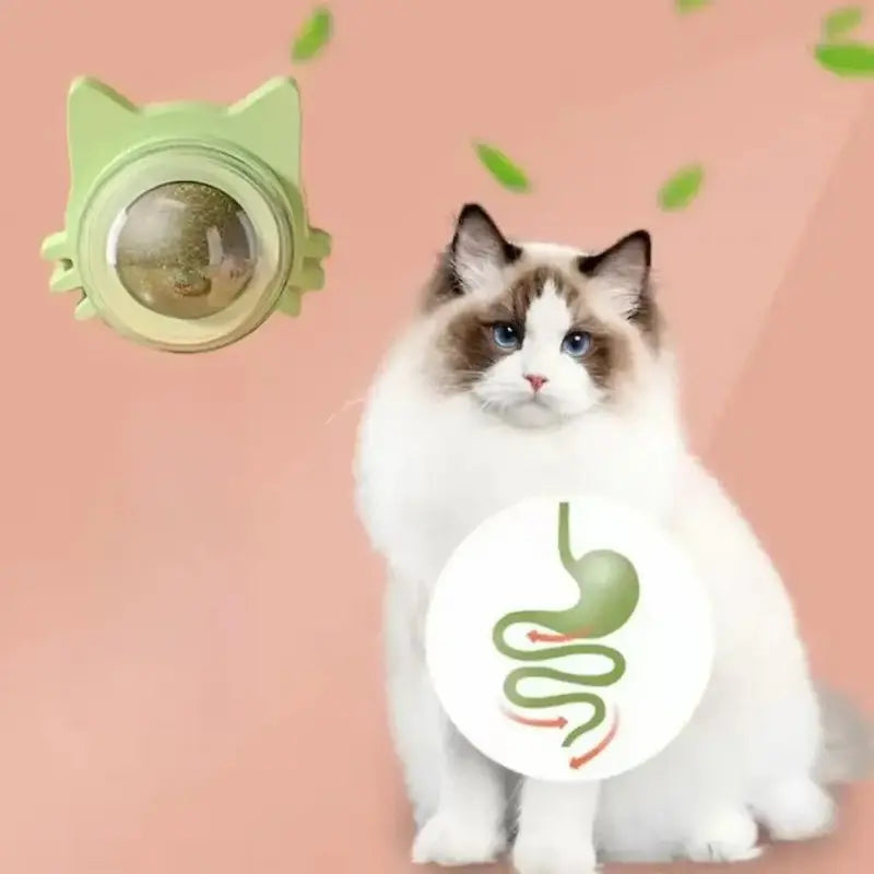Gioco Da Parete Per Gatti Divertente