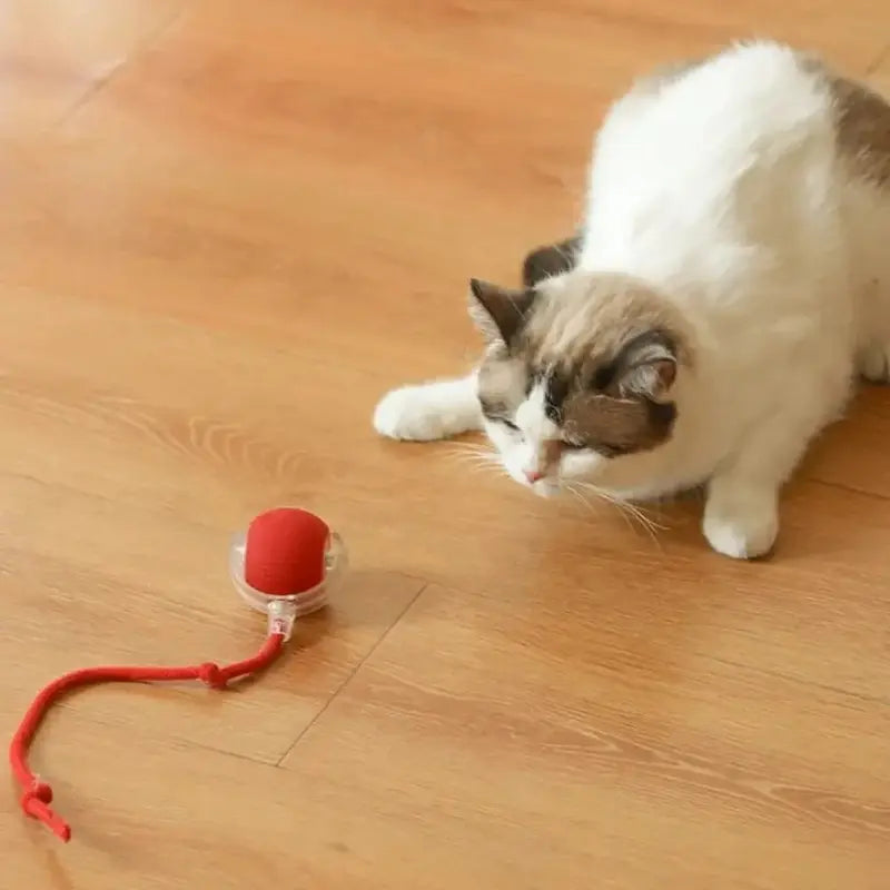 Pallina Per Gatti Per Gattini