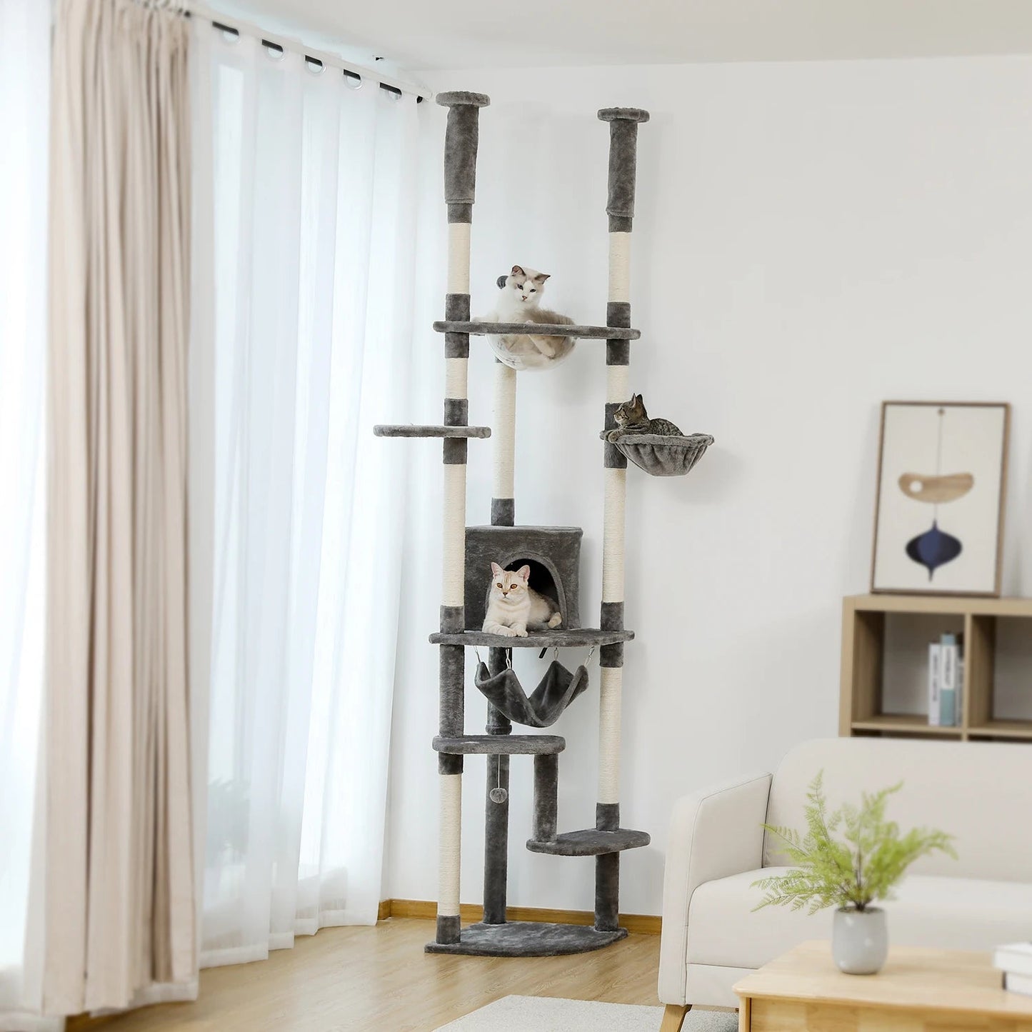 Tiragraffi A Soffitto Per Maine Coon