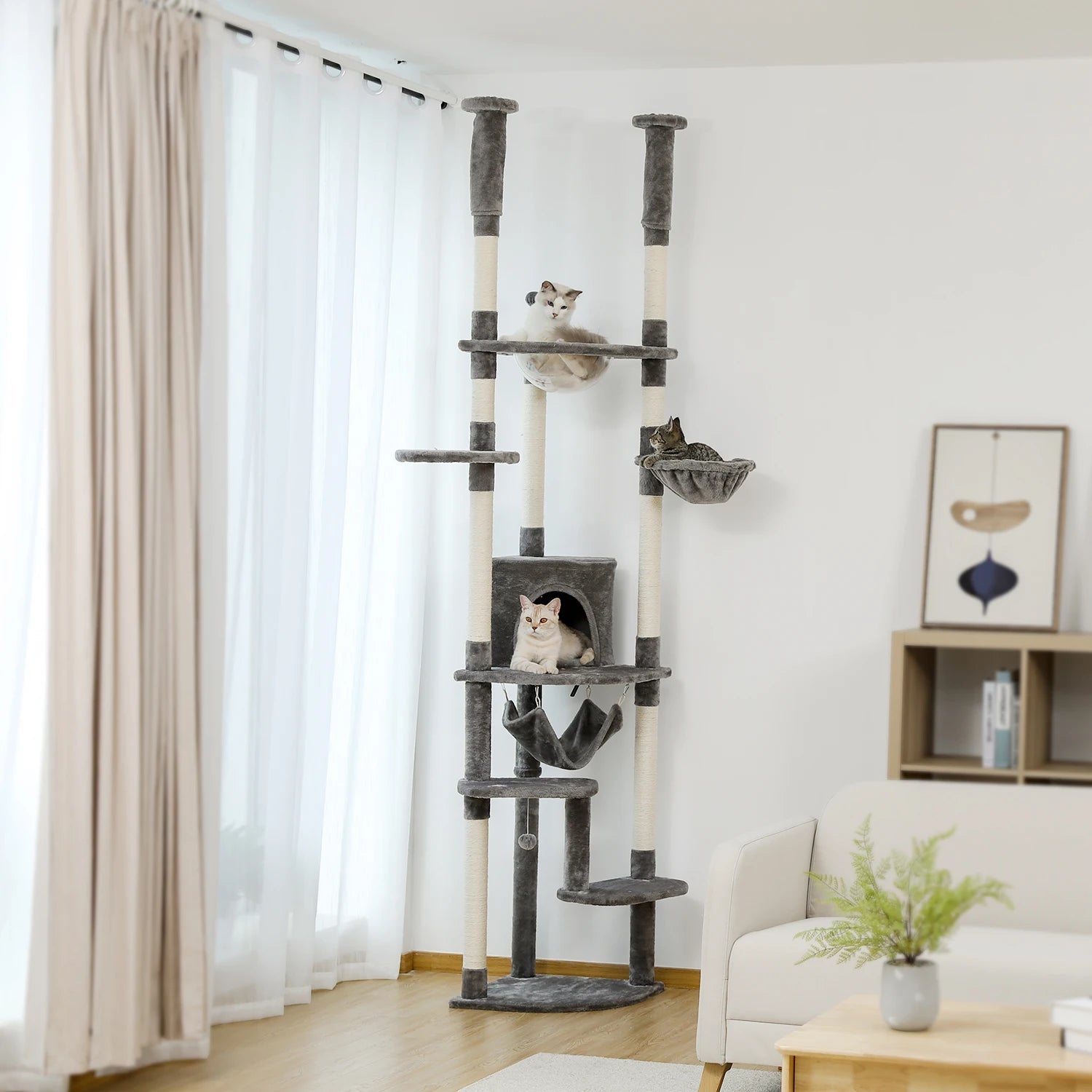 Tiragraffi A Soffitto Per Maine Coon